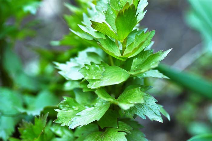 Lovage #perennialherbs #decorhomeideas