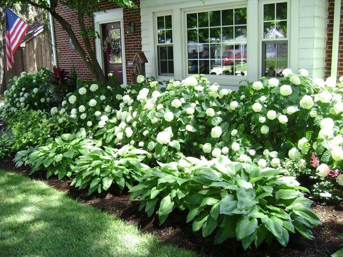 Lush Hydrangeas and Hostas #frontyardlandscapingideas #decorhomeideas