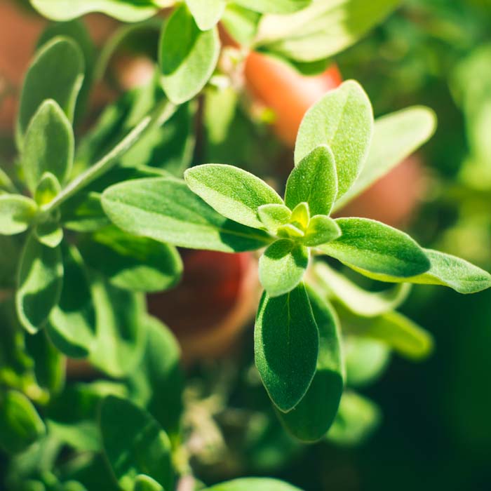 Marjoram Perennial Herb