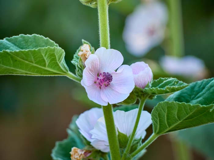 Marshmallow #perennialherbs #decorhomeideas