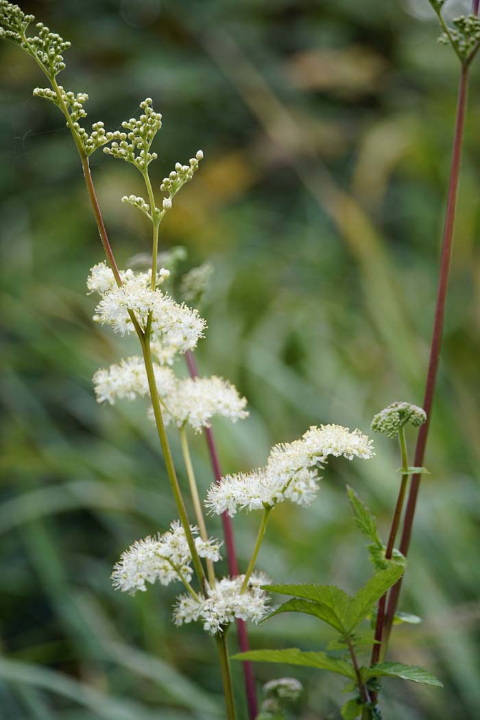 Meadow Sweet #perennialherbs #decorhomeideas