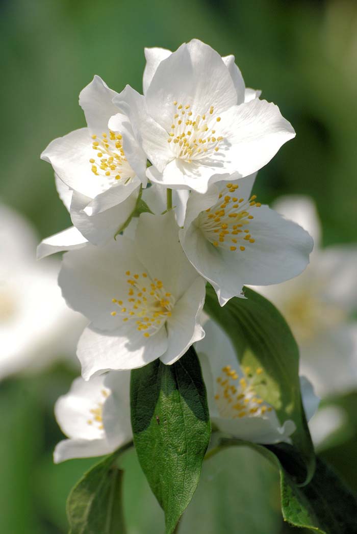 Mock Orange #floweringshrubsforfullsun #decorhomeideas