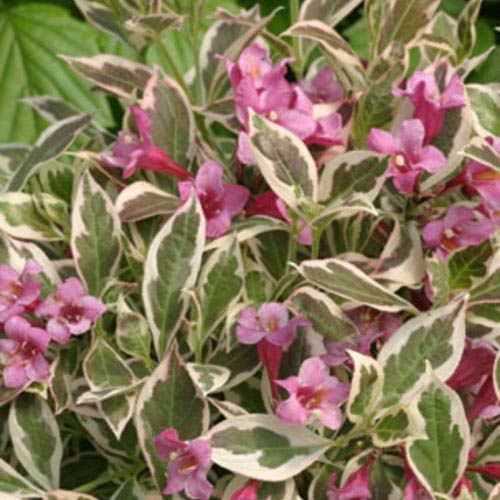 My Monet Weigela #floweringshrubsforfullsun #decorhomeideas