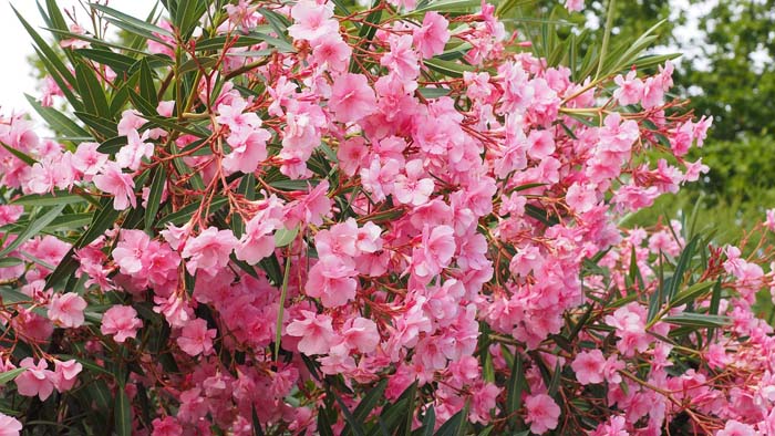 Oleander #floweringshrubsforfullsun #decorhomeideas