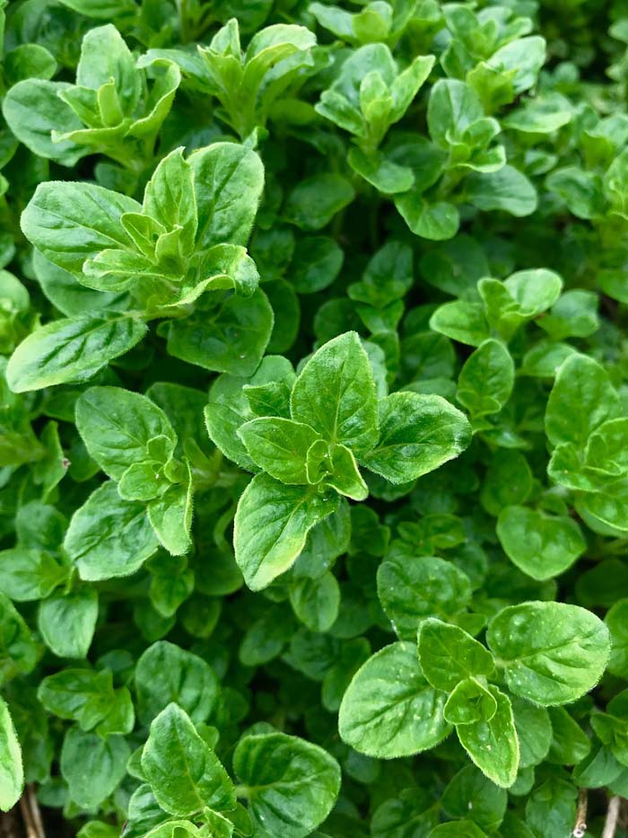 Oregano #perennialherbs #decorhomeideas