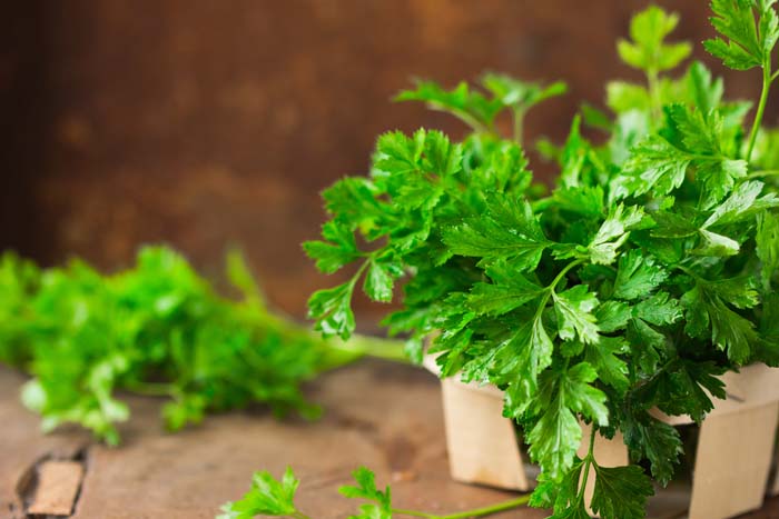 Parsley Biennial Perennial Herb