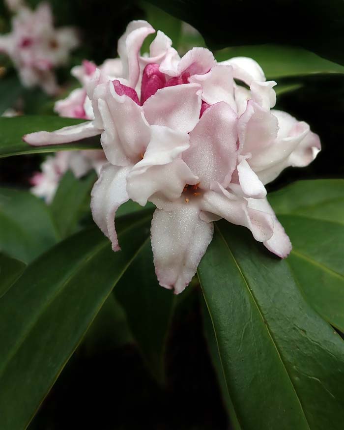 Perfume Princess Daphne #floweringshrubsforfullsun #decorhomeideas