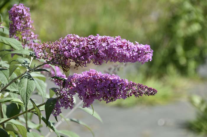 Psychedelic Sky Butterfly Bush #floweringshrubsforfullsun #decorhomeideas