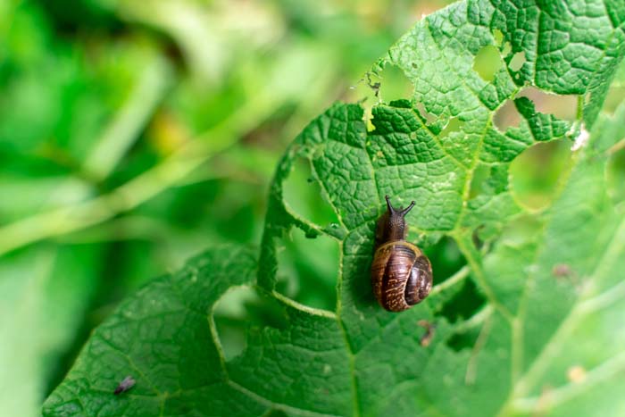 Repel Snails and Slugs #decorhomeideas