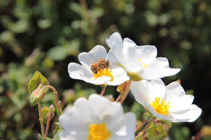 Rockrose #floweringshrubsforfullsun #decorhomeideas