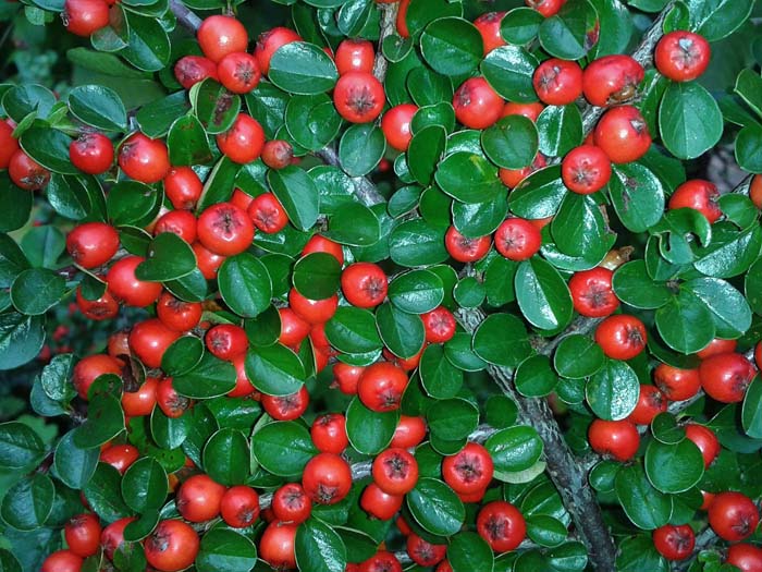 Rockspray Cotoneaster #floweringshrubsforfullsun #decorhomeideas