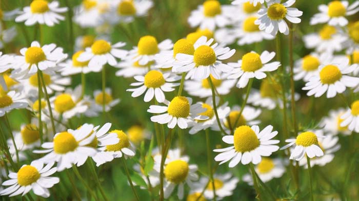 Roman Chamomile #perennialherbs #decorhomeideas