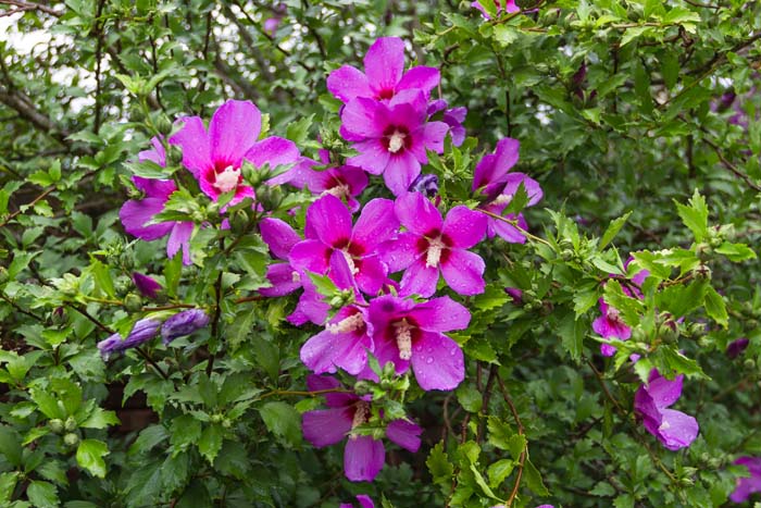 ‘Rose Satin’ Rose of Sharon #floweringshrubsforfullsun #decorhomeideas