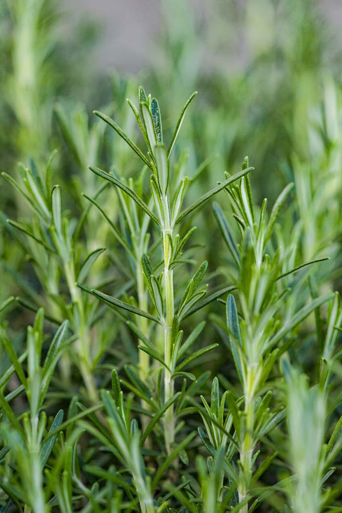 Rosemary Perennial Herb