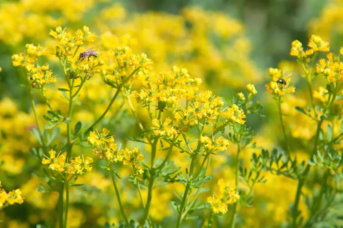 Rue #perennialherbs #decorhomeideas