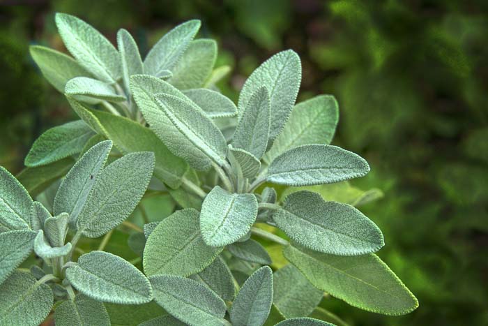 Sage #perennialherbs #decorhomeideas