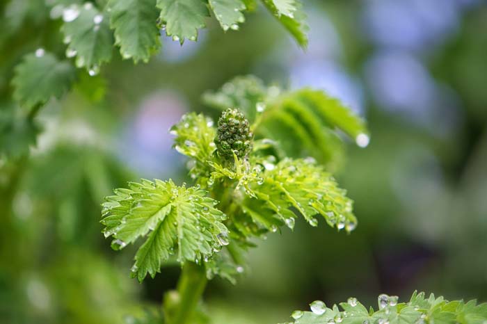 Salad Burnet #perennialherbs #decorhomeideas