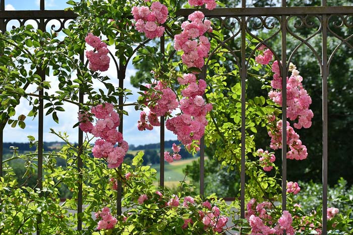 Shrub Roses #floweringshrubsforfullsun #decorhomeideas