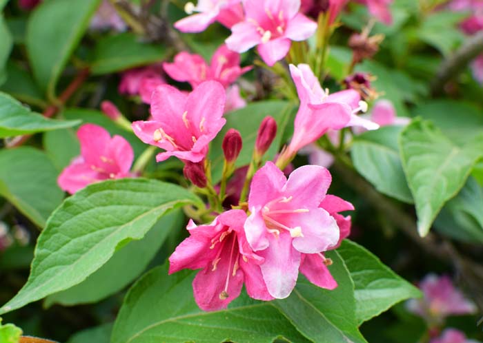 Sonic Bloom Pink Weigela #floweringshrubsforfullsun #decorhomeideas