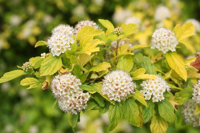 Summerwine Ninebark #floweringshrubsforfullsun #decorhomeideas