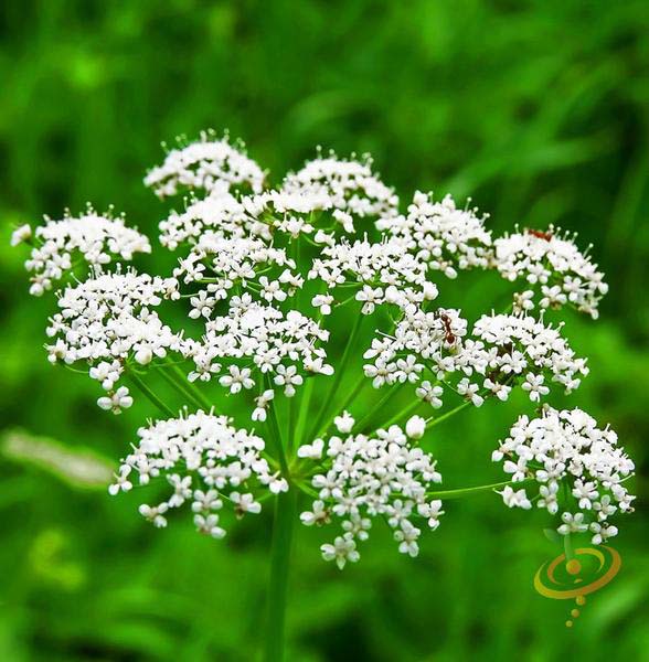 Sweet Cicely/ Anise #perennialherbs #decorhomeideas