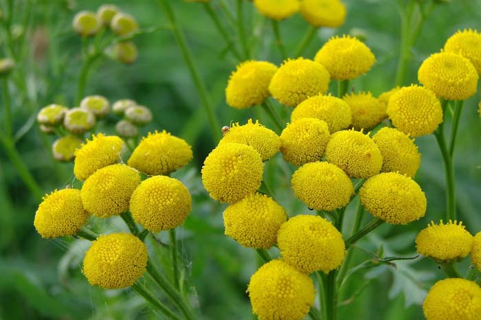 Tansy #perennialherbs #decorhomeideas