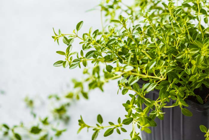 Thyme #perennialherbs #decorhomeideas