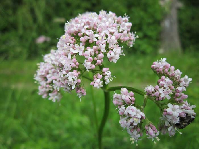 Valerian #perennialherbs #decorhomeideas