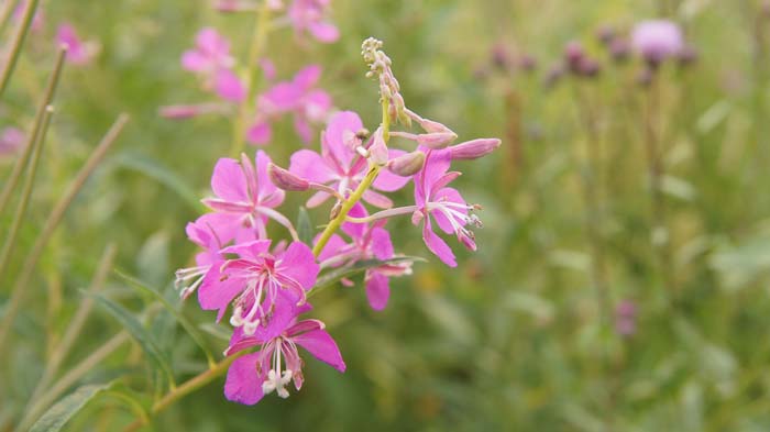 Willow Herb #perennialherbs #decorhomeideas