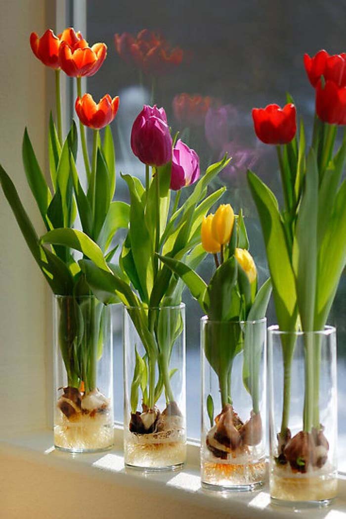 Window Sill Forced Bulbs in Tall Tumblers #flowerarrangementsideas #flowerarrangement #decorhomeideas