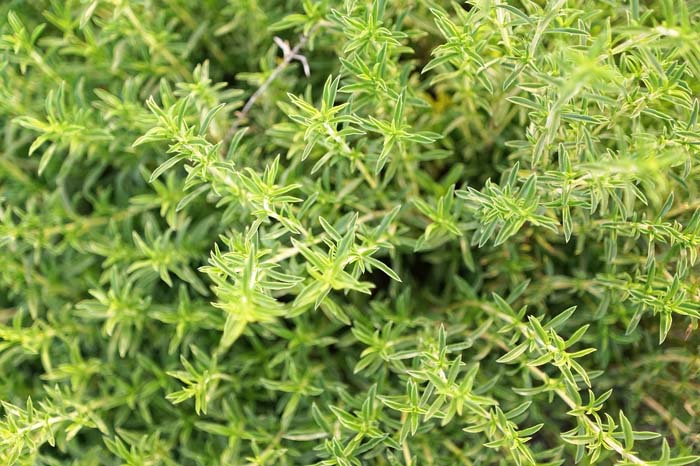 Winter Savory #perennialherbs #decorhomeideas