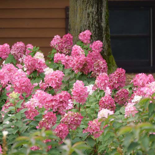 Zinfin Doll Hydrangea #floweringshrubsforfullsun #decorhomeideas