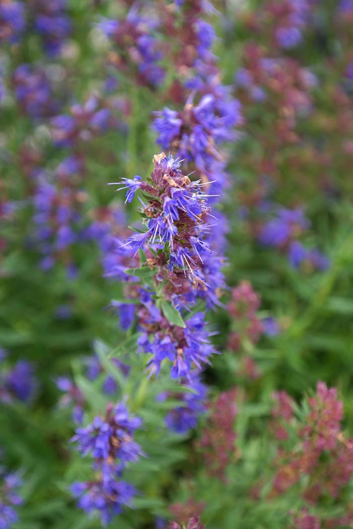 Anise Hyssop (Agastache foeniculum) #fallperennials #decorhomeideas