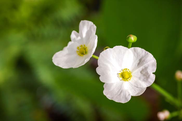 Arrowhead #plantsthatattractdragonflies #decorhomeideas