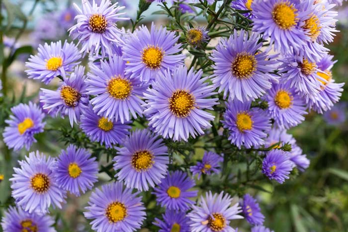 Aster #fallperennials #decorhomeideas