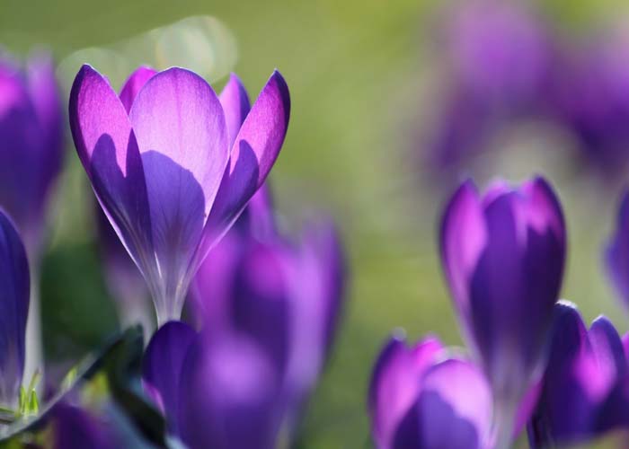 Autumn Crocus (Colchicum sp.) #fallperennials #decorhomeideas