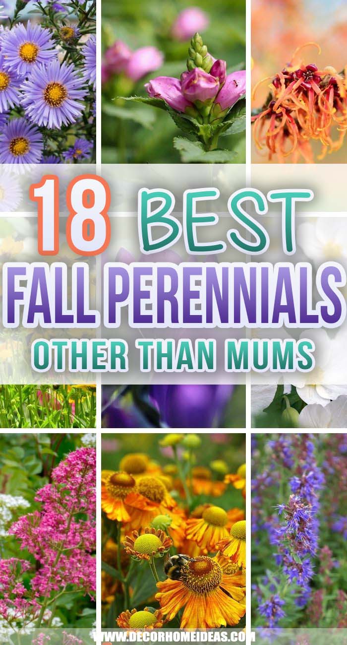 Best Fall Perennials. Don't let go of the summer too soon. These fantastic fall perennials will bloom throughout the autumn and add beautiful colors to your garden or backyard. #decorhomeideas