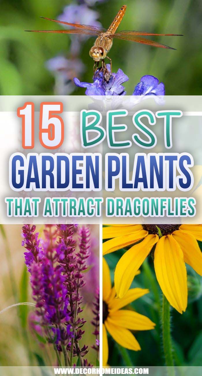 Best Plants That Attract Dragonflies. Welcoming dragonflies into your garden can help reduce a pesky mosquito population. Check out the best plants that attract dragonflies and add them to your backyard. #decorhomeideas