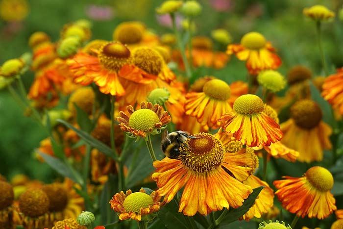 Blanket Flower ( Gaillardia aristata ) #fallperennials #decorhomeideas