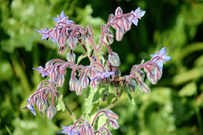 Borage #plantsthatattractdragonflies #decorhomeideas