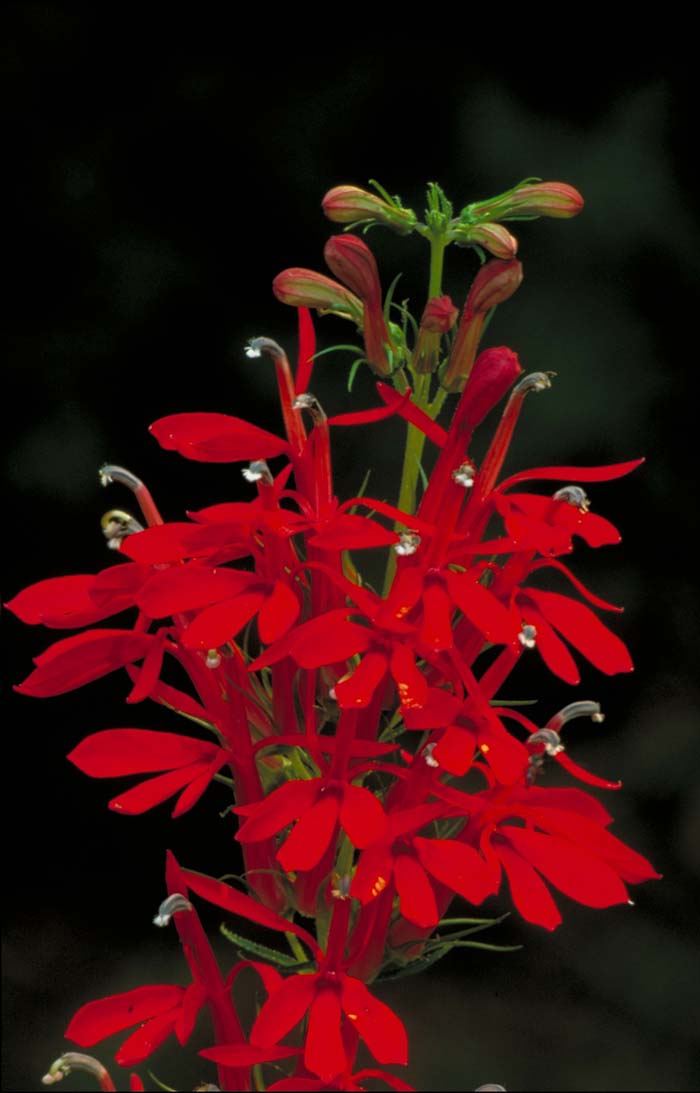 Cardinal Flower ( Lobelia cardinalis ) #fallperennials #decorhomeideas