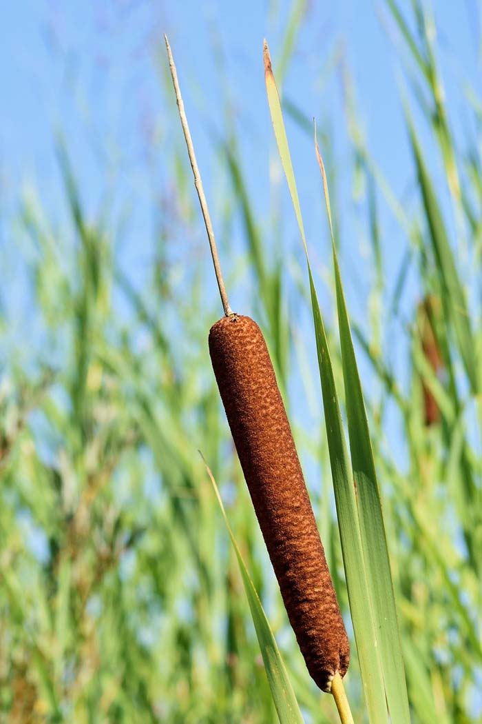 Cattail #plantsthatattractdragonflies #decorhomeideas