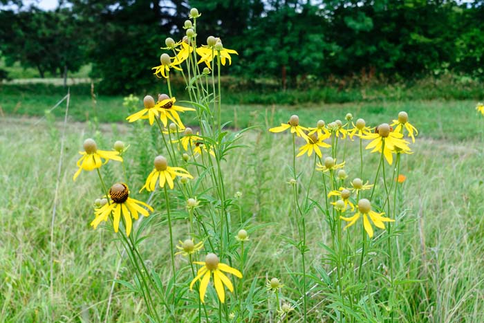 Giant Coneflower #plantsthatattractdragonflies #decorhomeideas