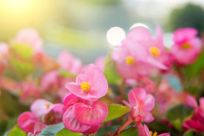 Hardy Begonias (Begonia grandis) #fallperennials #decorhomeideas