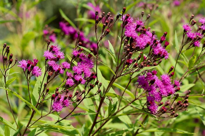 Ironweed (Vernonia) #fallperennials #decorhomeideas