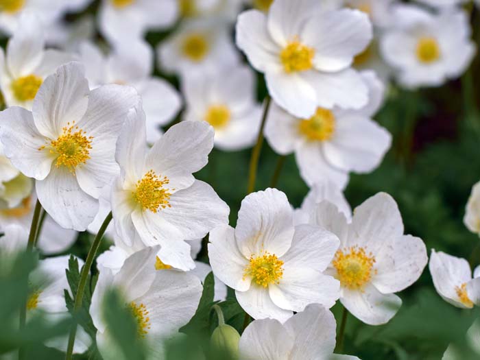 Japanese Anemone (Anemone x or Anemone hupehensis var.) #fallperennials #decorhomeideas