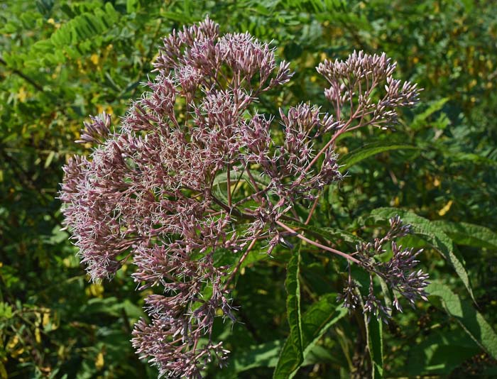 Joe Pye Weed (Eutrochium sp.) #fallperennials #decorhomeideas