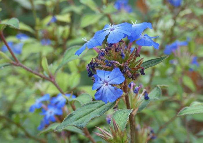 Leadwort (Ceratostigma plumbaginoides) #fallperennials #decorhomeideas