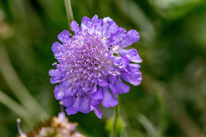 Pincushion Flower (Scabiosa columbaria) #fallperennials #decorhomeideas