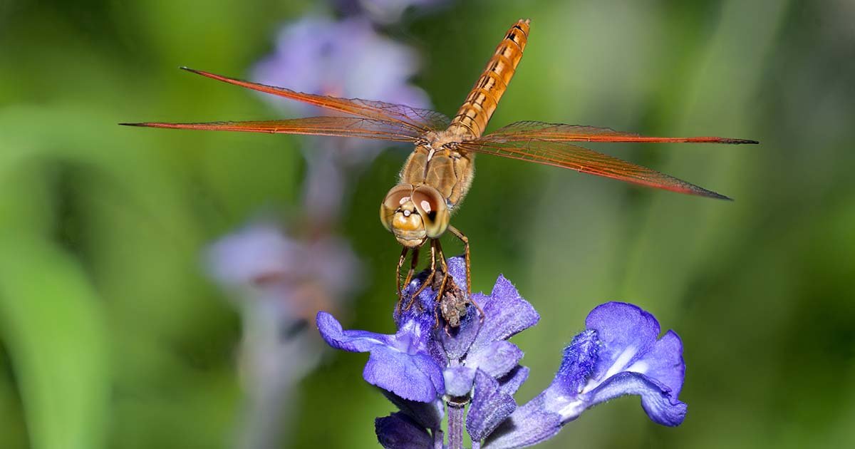 Plants That Attract Dragonflies
